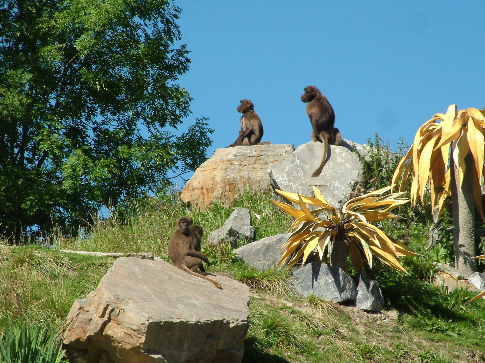 Geladas, African Mountain exhibit at Zurich 31/08/09