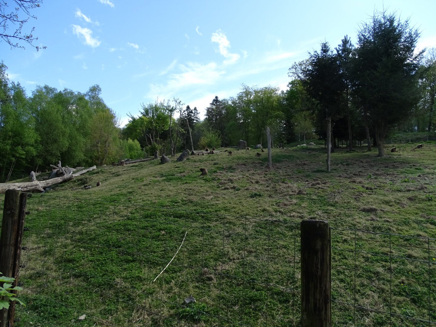 Geladas and Abyssinian ground hornbill exhibit