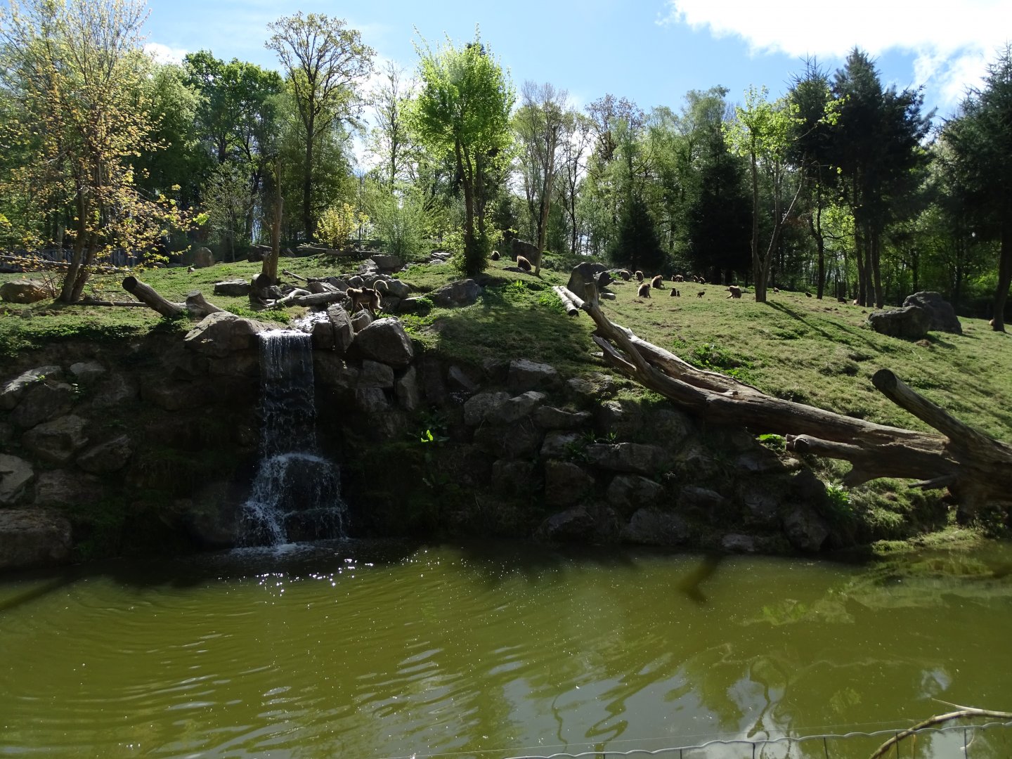 Geladas and Abyssinian ground hornbill exhibit