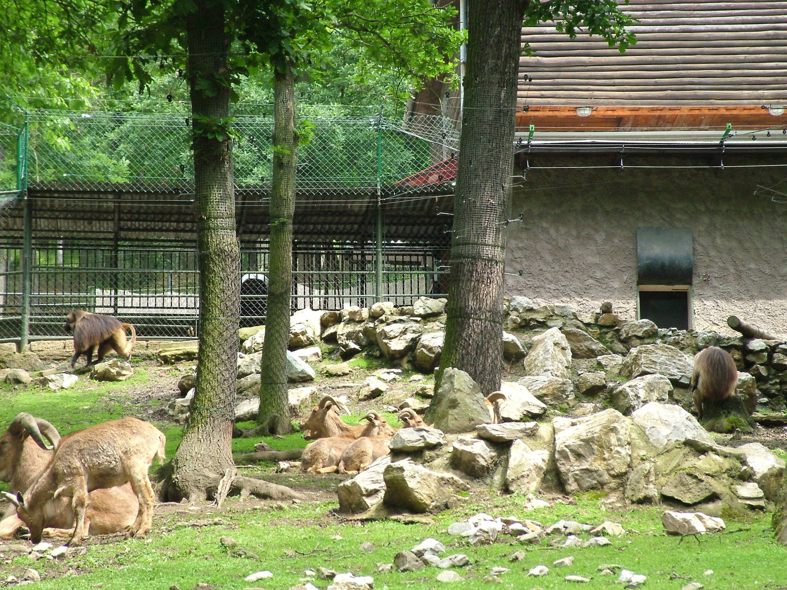 Geladas and Barbary Sheep at Brno, 27/05/10