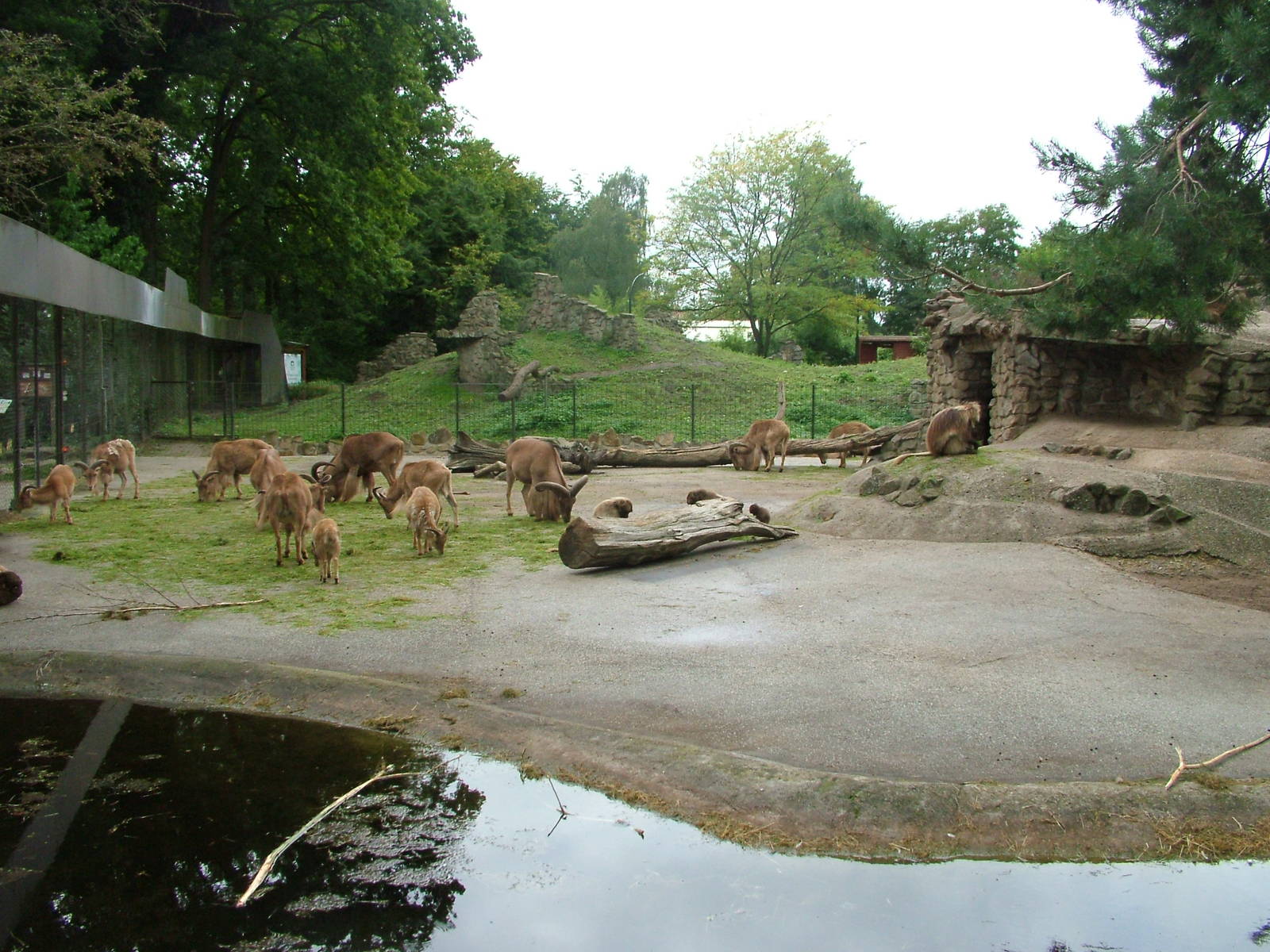 Geladas and Barbary Sheep at NaturZoo Rheine 2007
