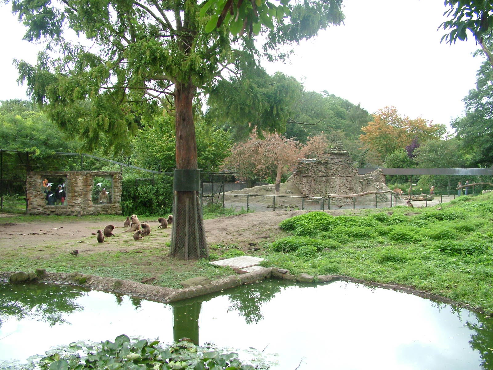 Geladas and Barbary Sheep at NaturZoo Rheine 2007