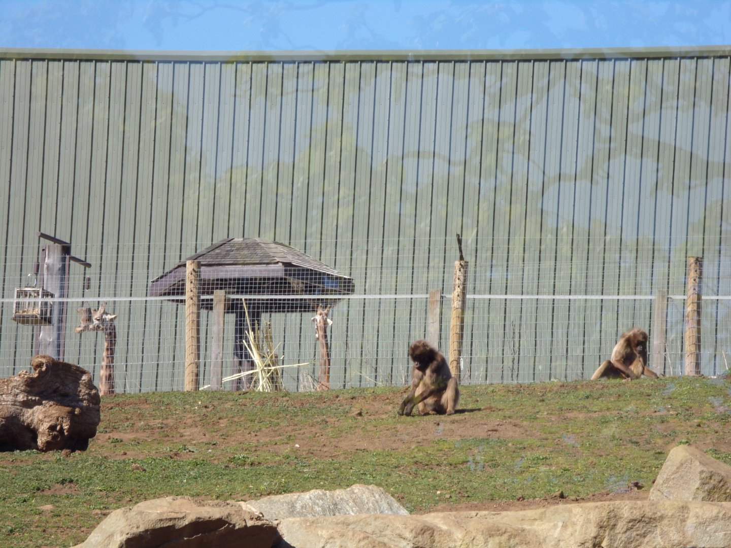 Geladas and Giraffe 20.4.25