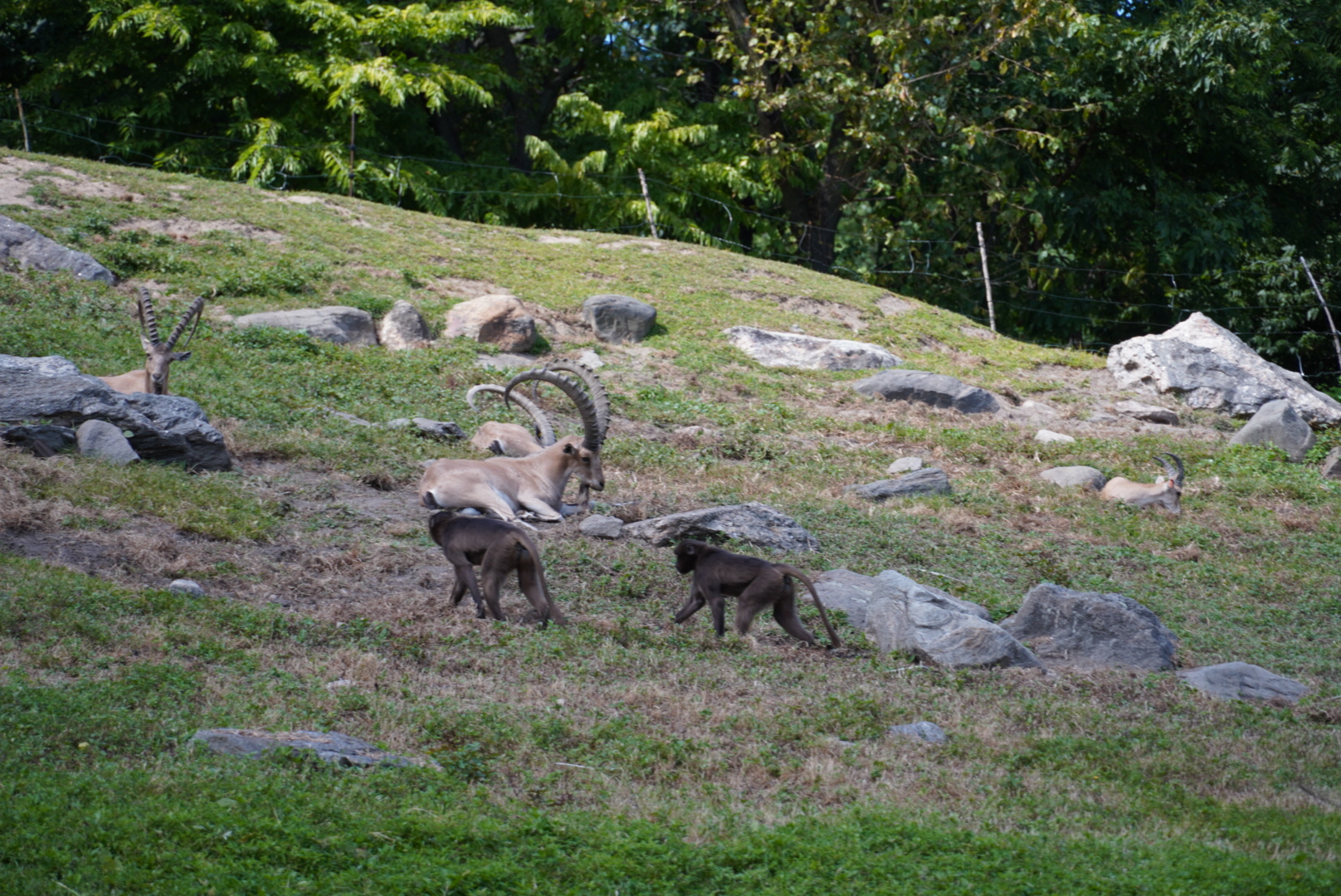 Geladas and Ibex
