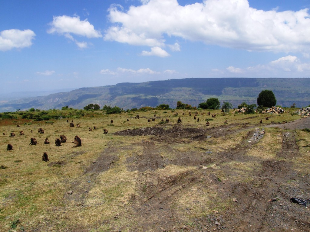 Geladas at Debre Libanos Gorge, Ethiopia, 18/10/14