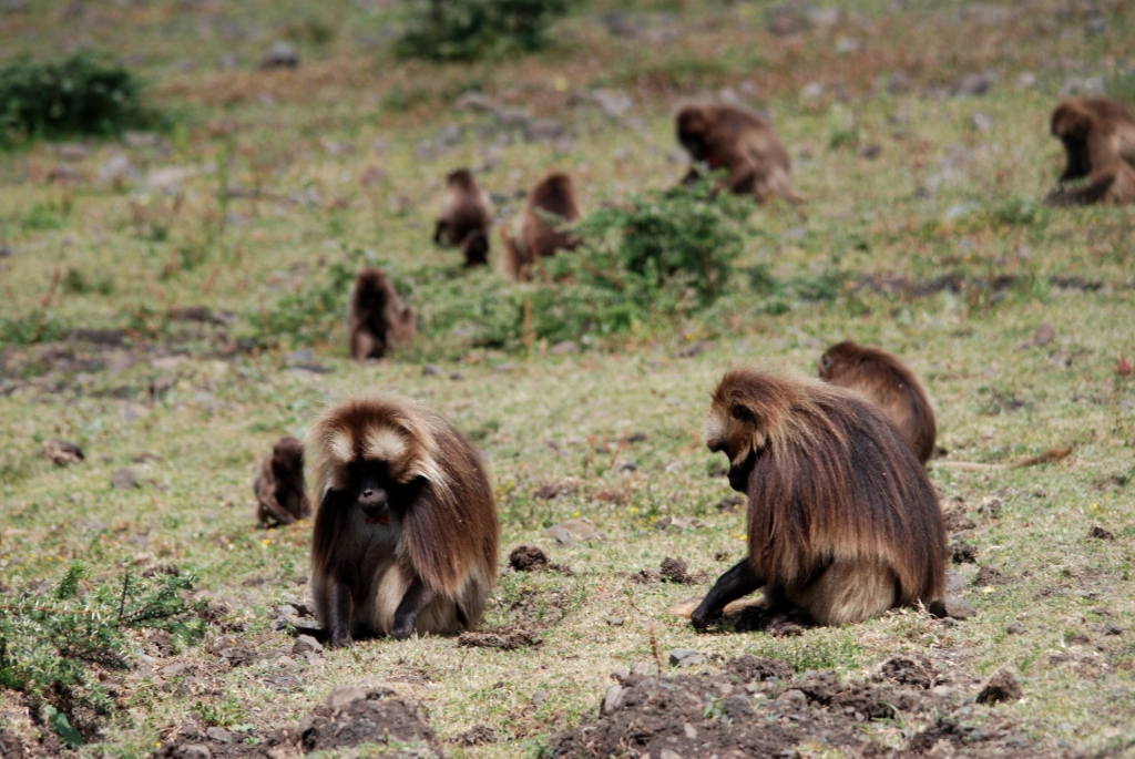 Geladas at Debre Libanos Gorge, Ethiopia, 18/10/14