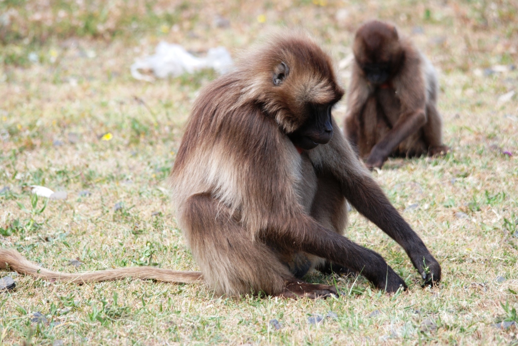 Geladas at Debre Libanos Gorge, Ethiopia, 18/10/14