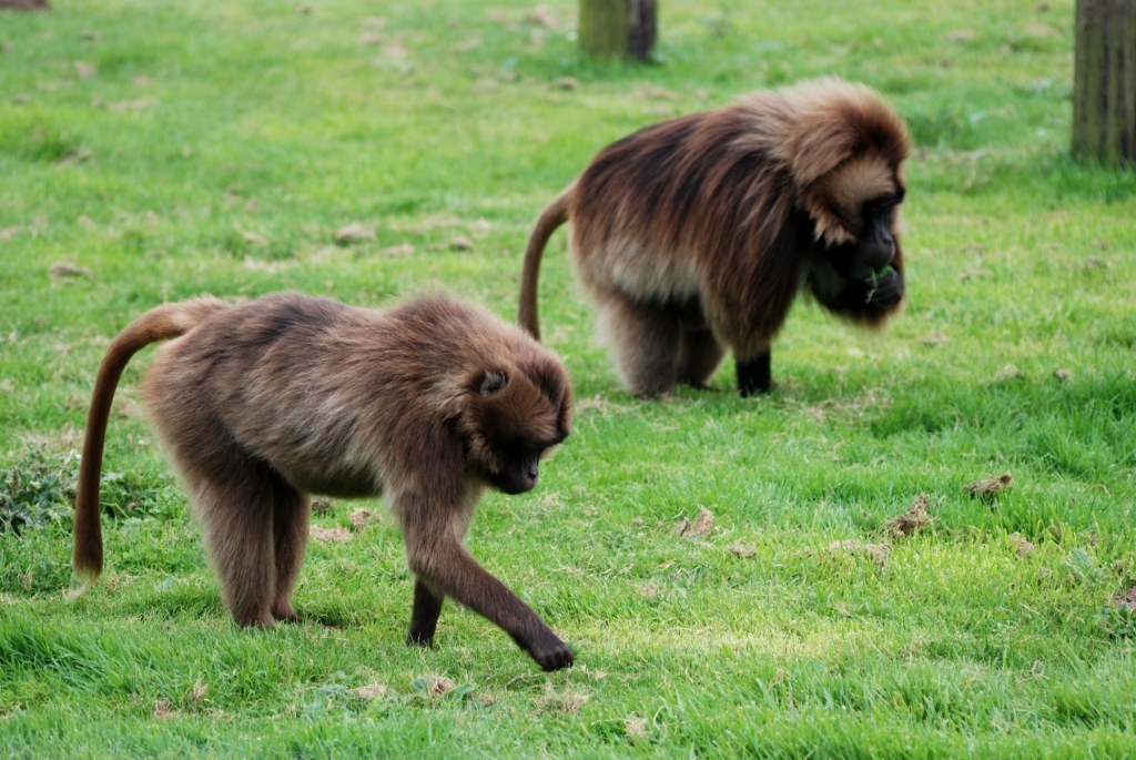 Geladas at Howletts, 30/08/14