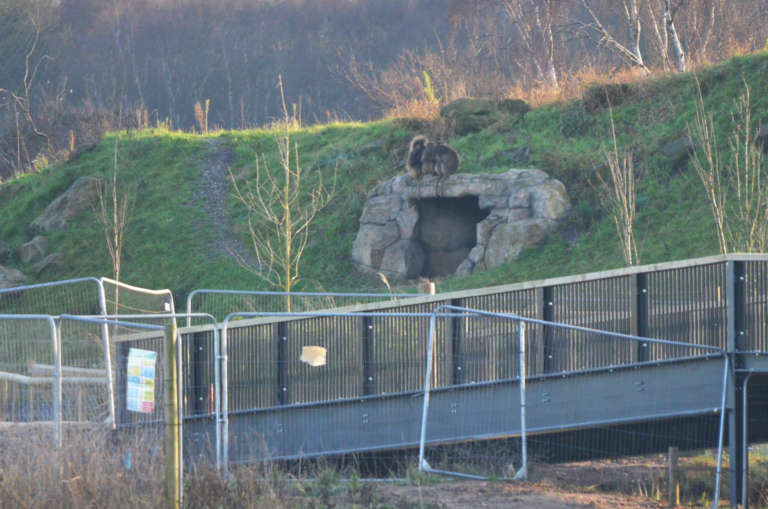 Geladas at Yorkshire WP, 18/01/20