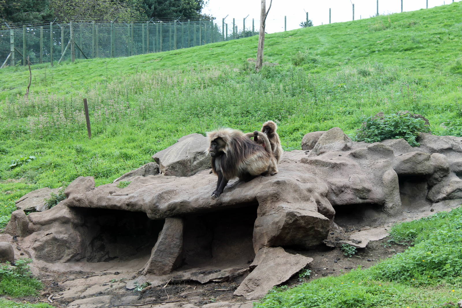 Geladas - August 2012