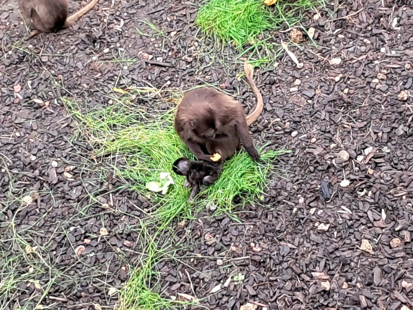 Geladas: first time mum Kamena and offspring- 31/5/2024