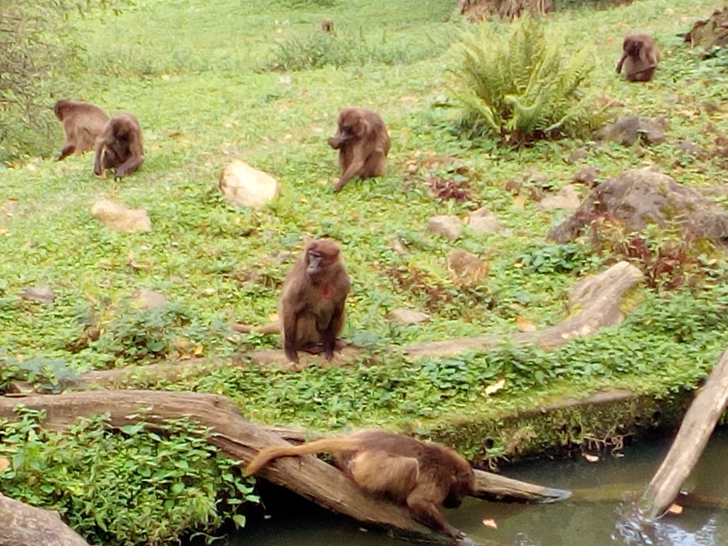 Geladas grazing and drinking-9/25