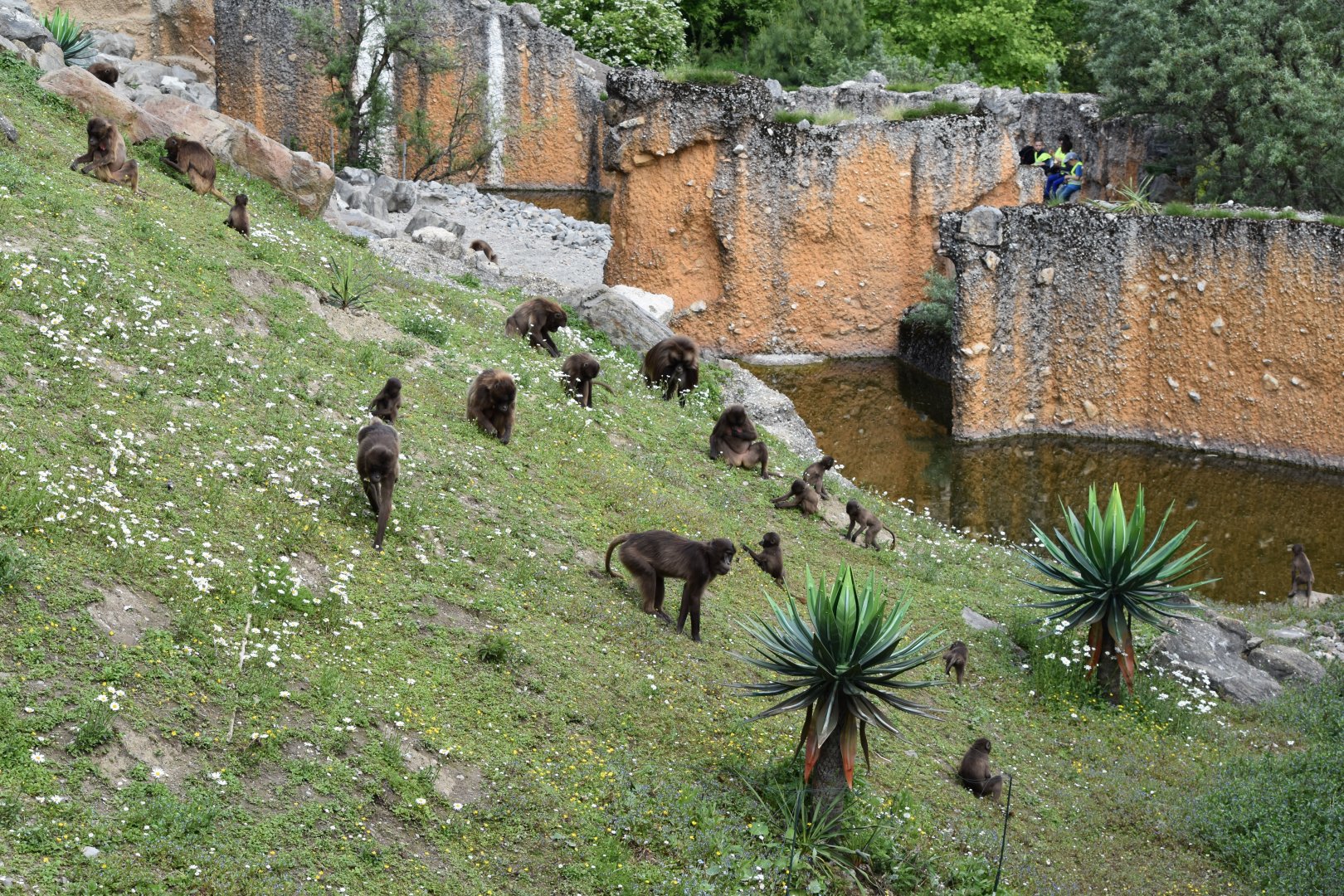 Geladas May 2019