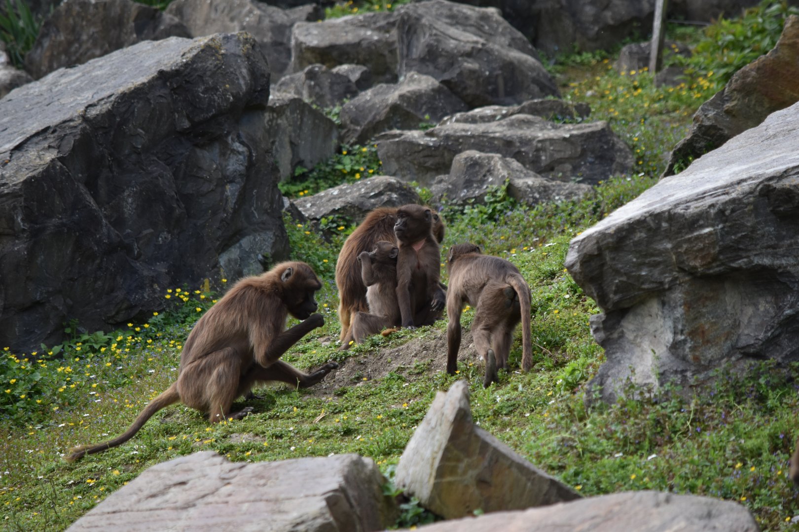 Geladas May 2019