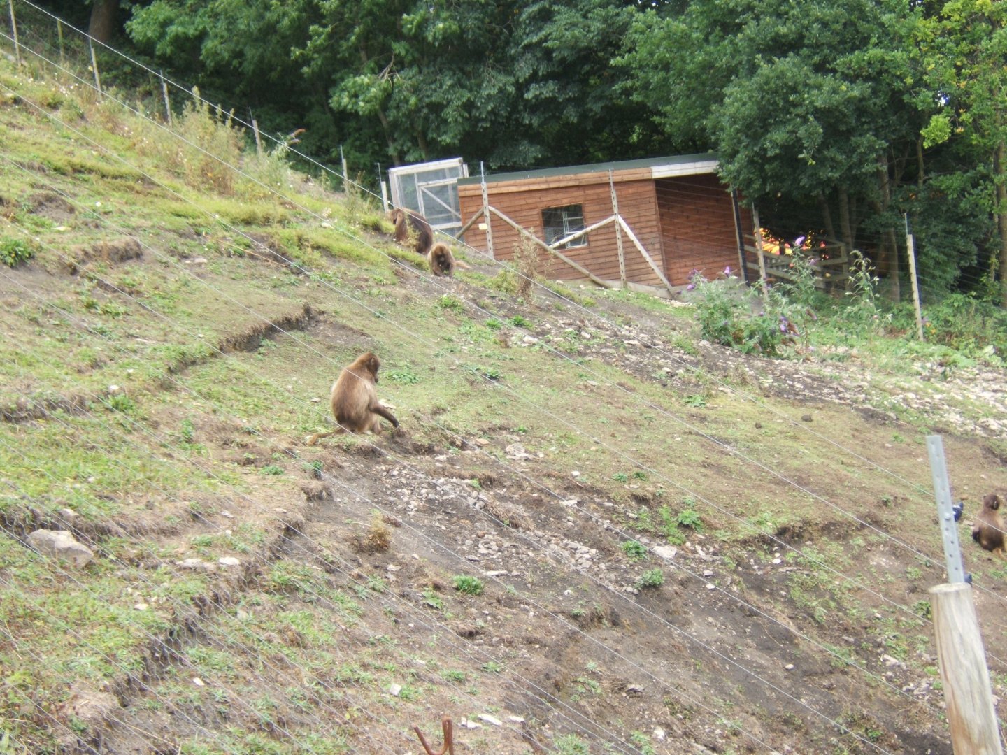 Gelada's off the cable cars 29/07/2017