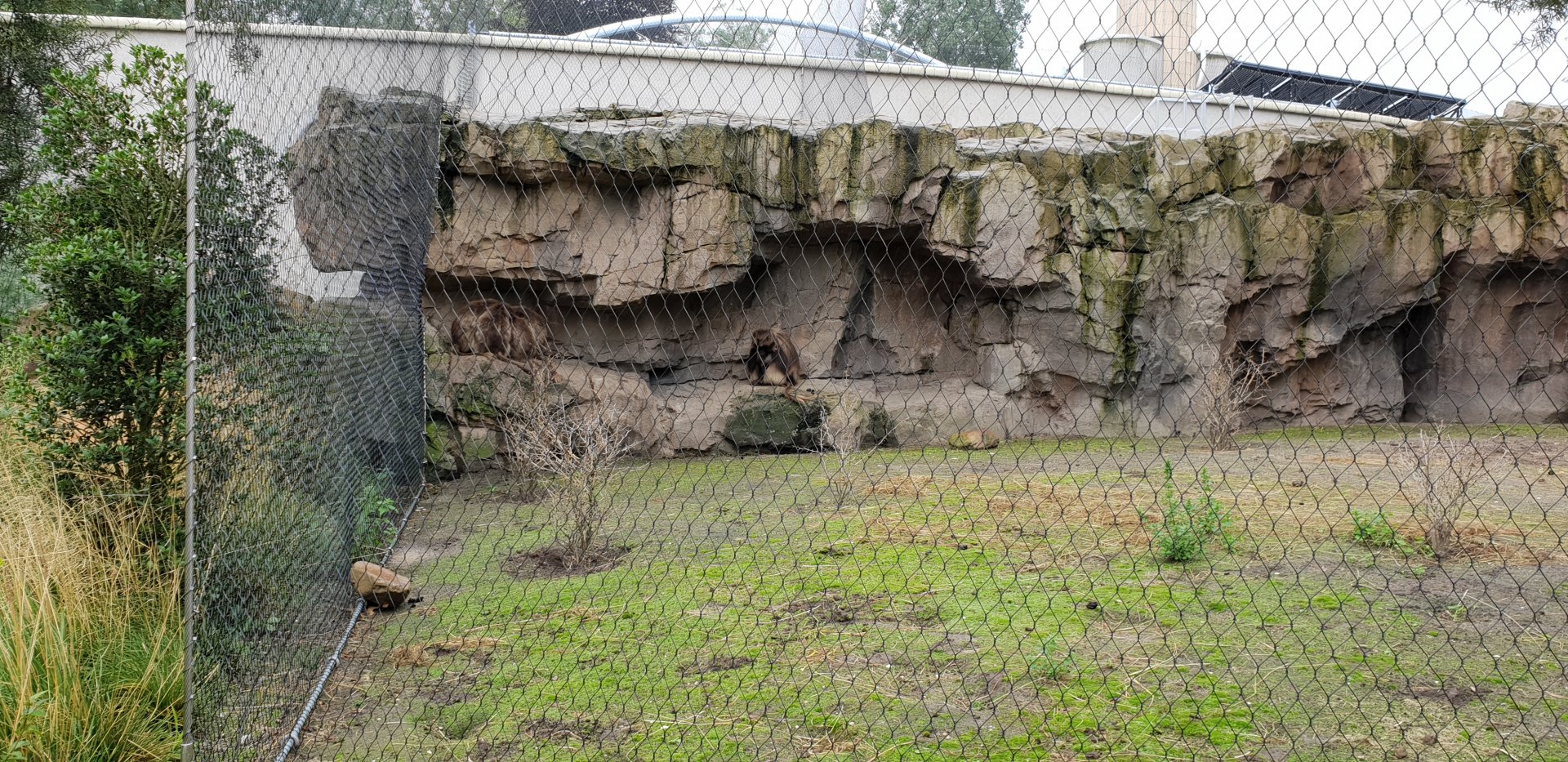 Geladas taking shelter for the rain
