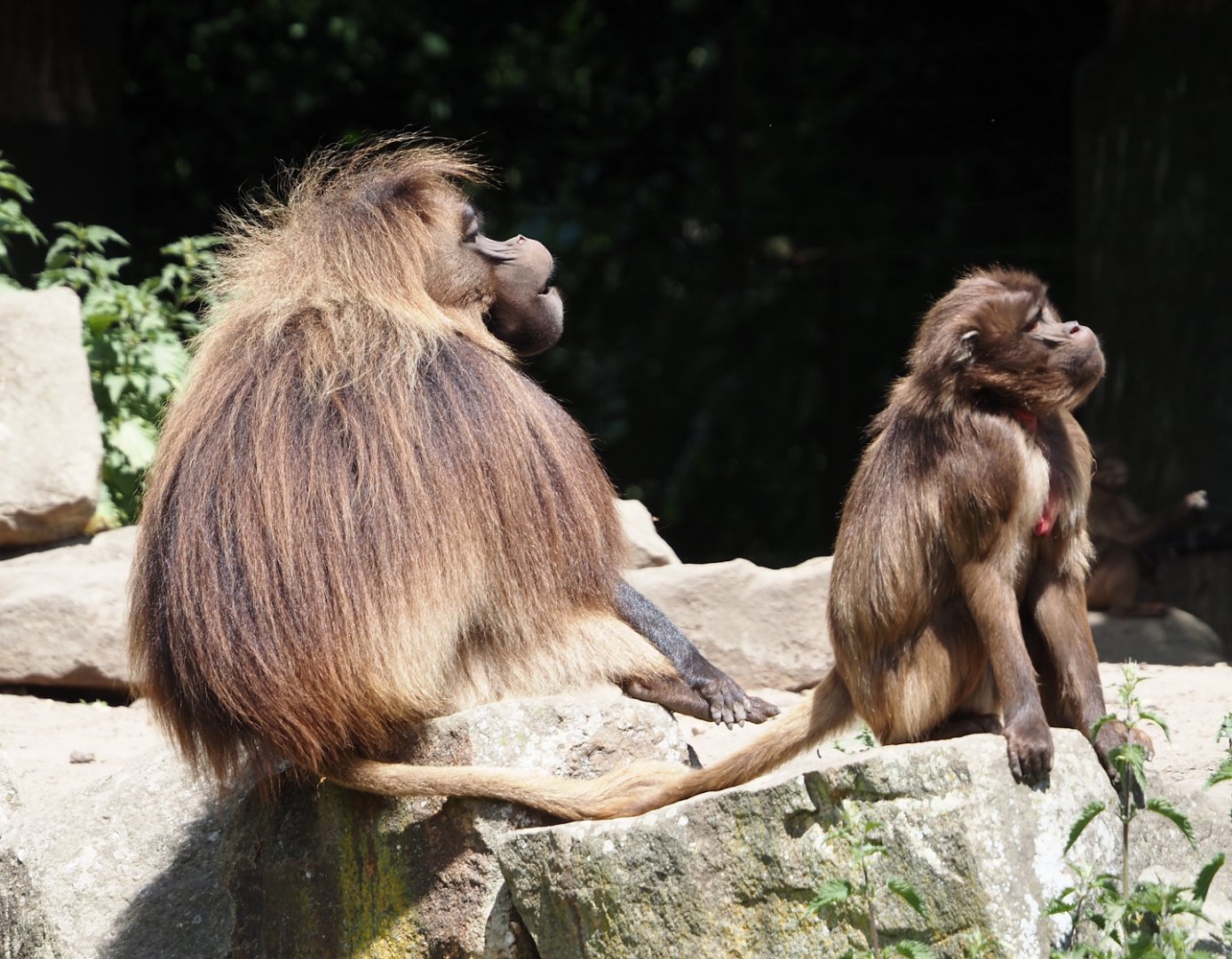 Geladas (Theropithecus gelada), 2025-05-22