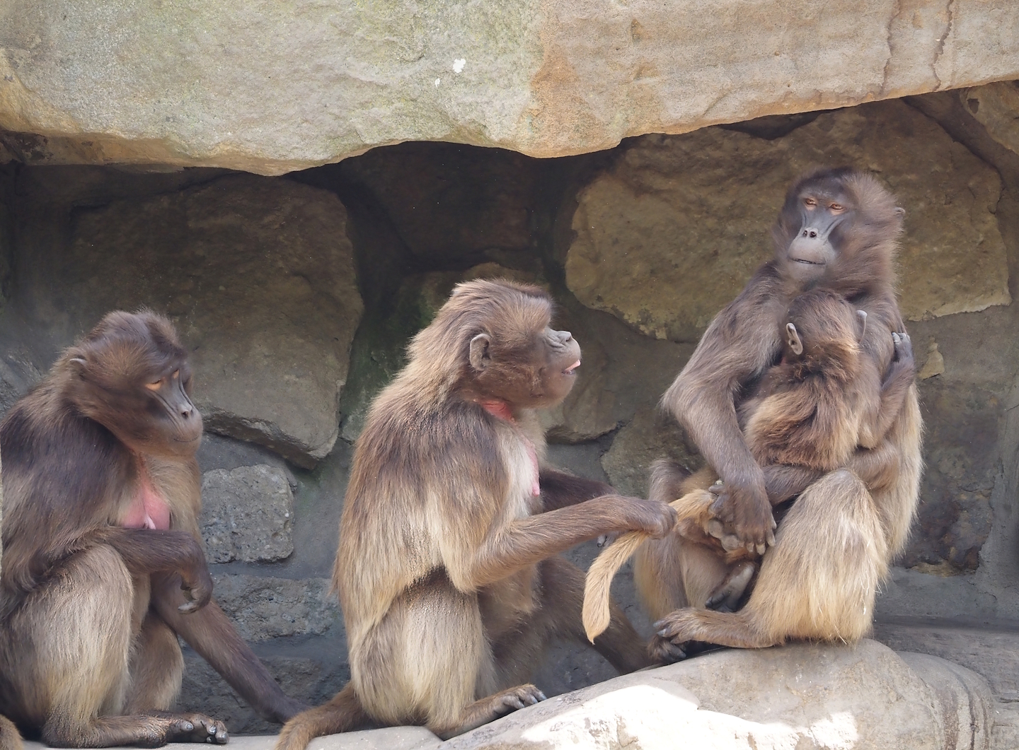 Geladas (Theropithecus gelada), 2025-05-22