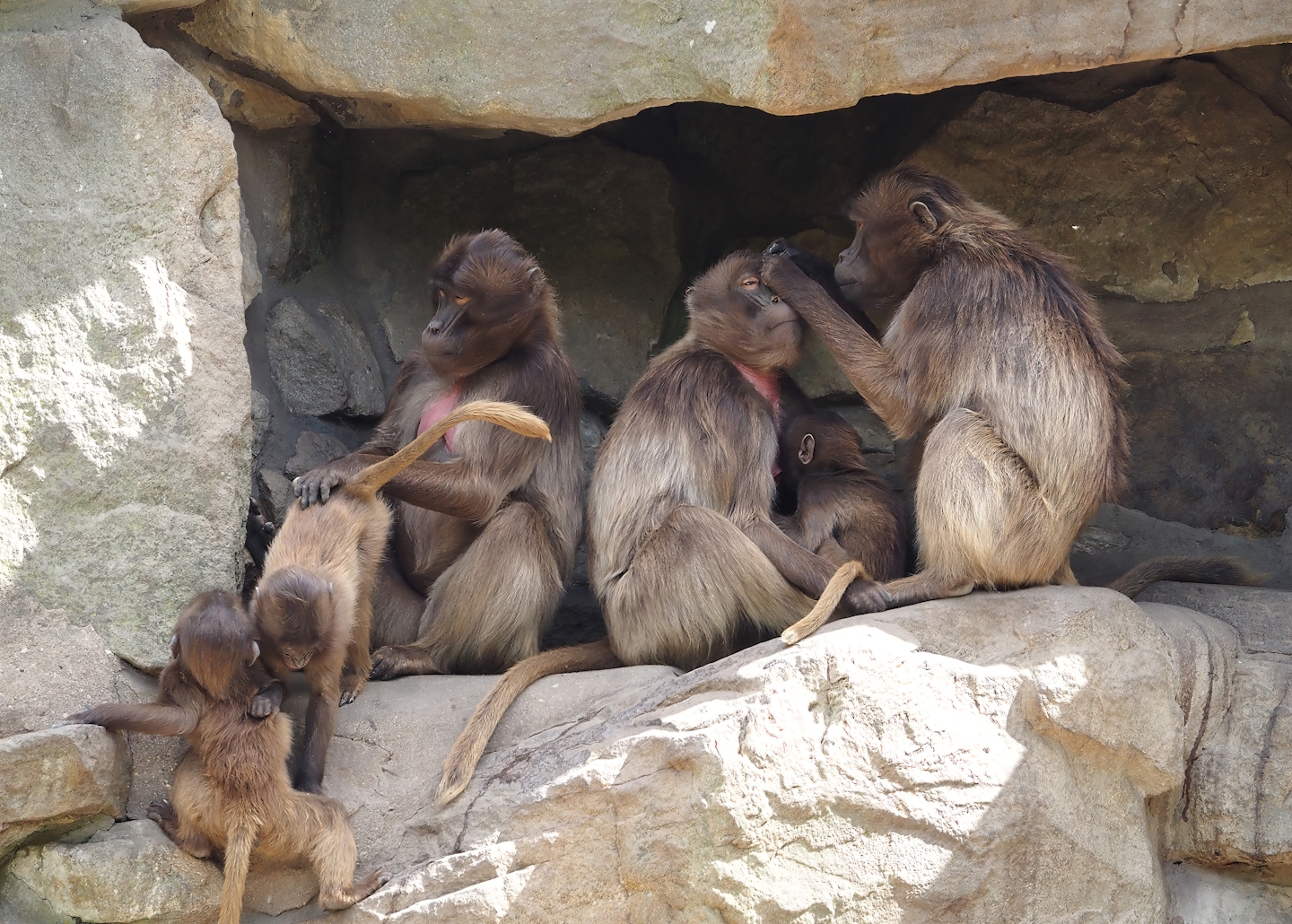 Geladas (Theropithecus gelada), 2025-05-22