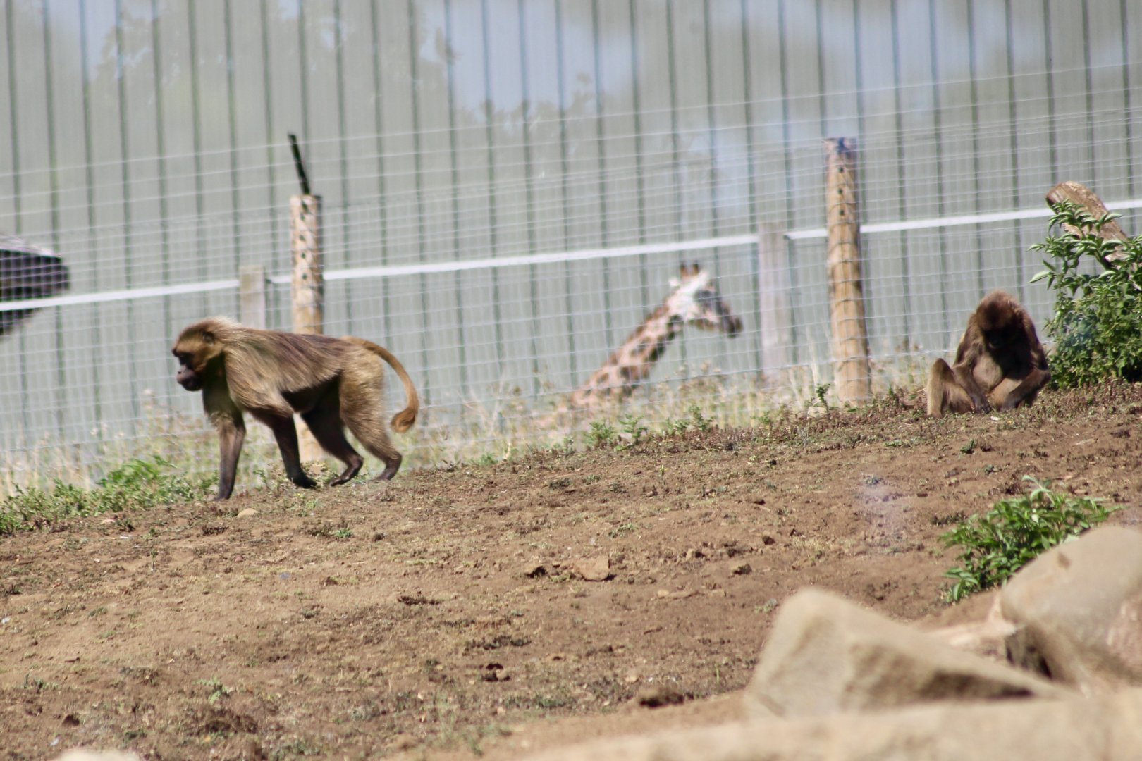 Geladas (Theropithecus gelada) with Nubian giraffe - August 2025