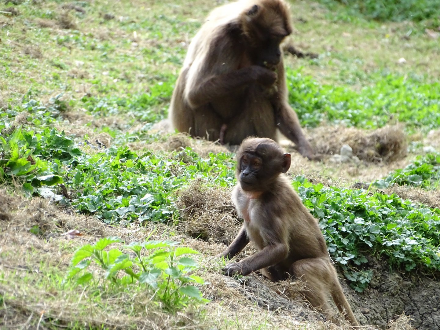 Geladas (Theropithecus gelada)