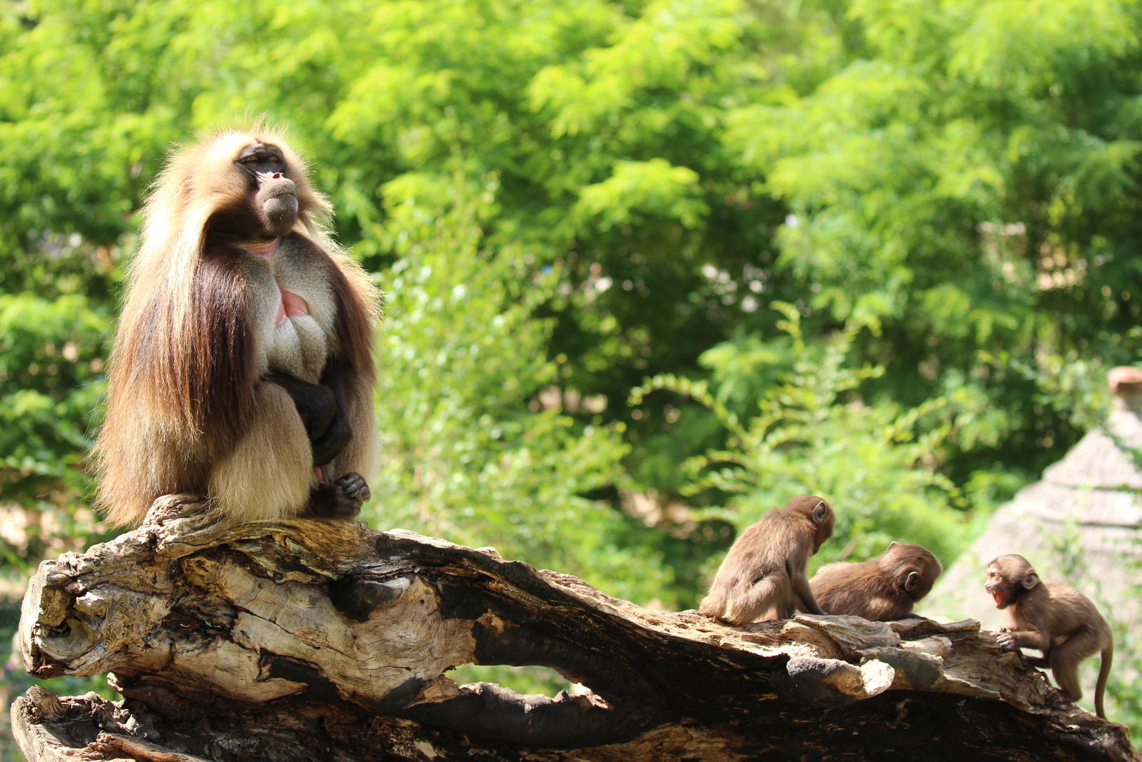 Geladas, Zlin Zoo, July 2016