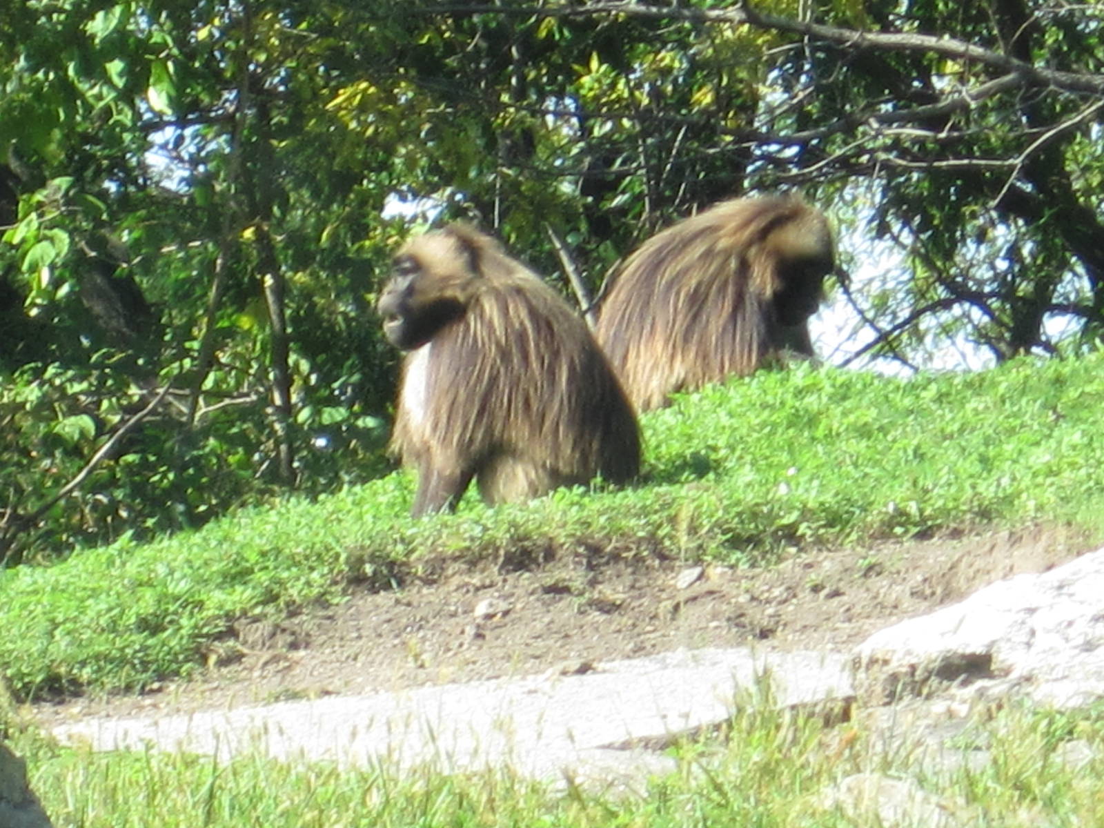 Geladas