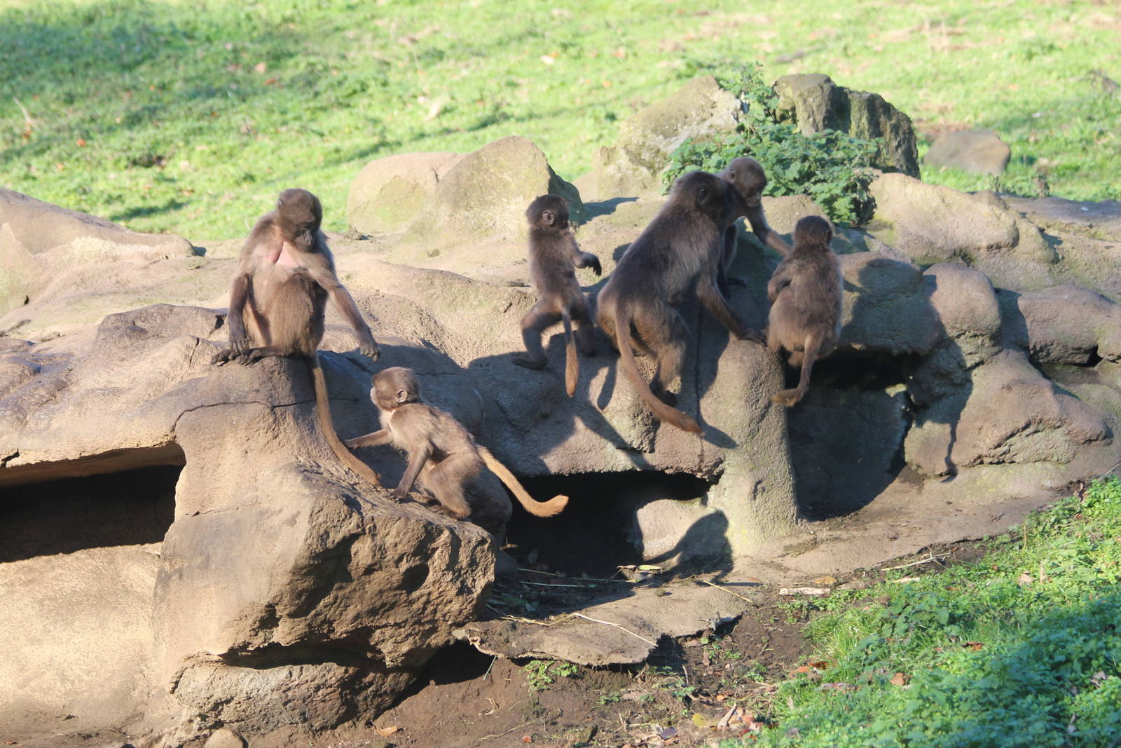 Gelada's