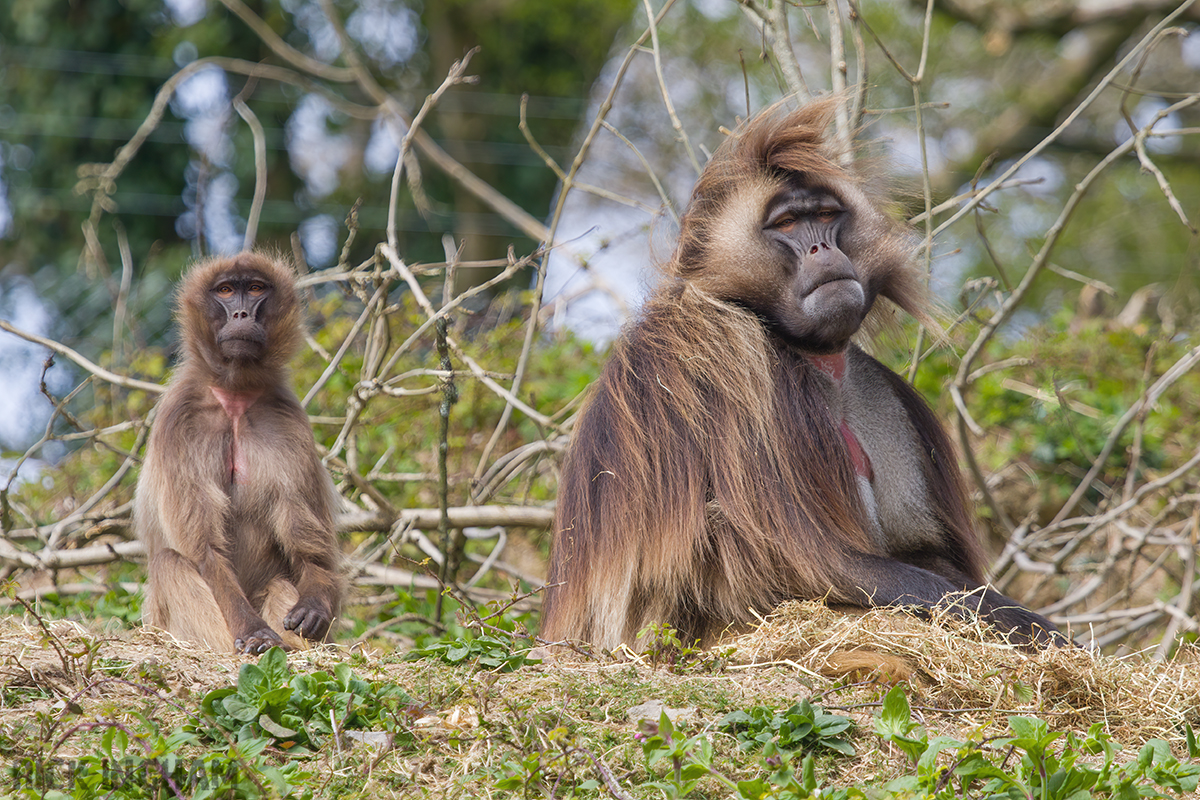 Geladas