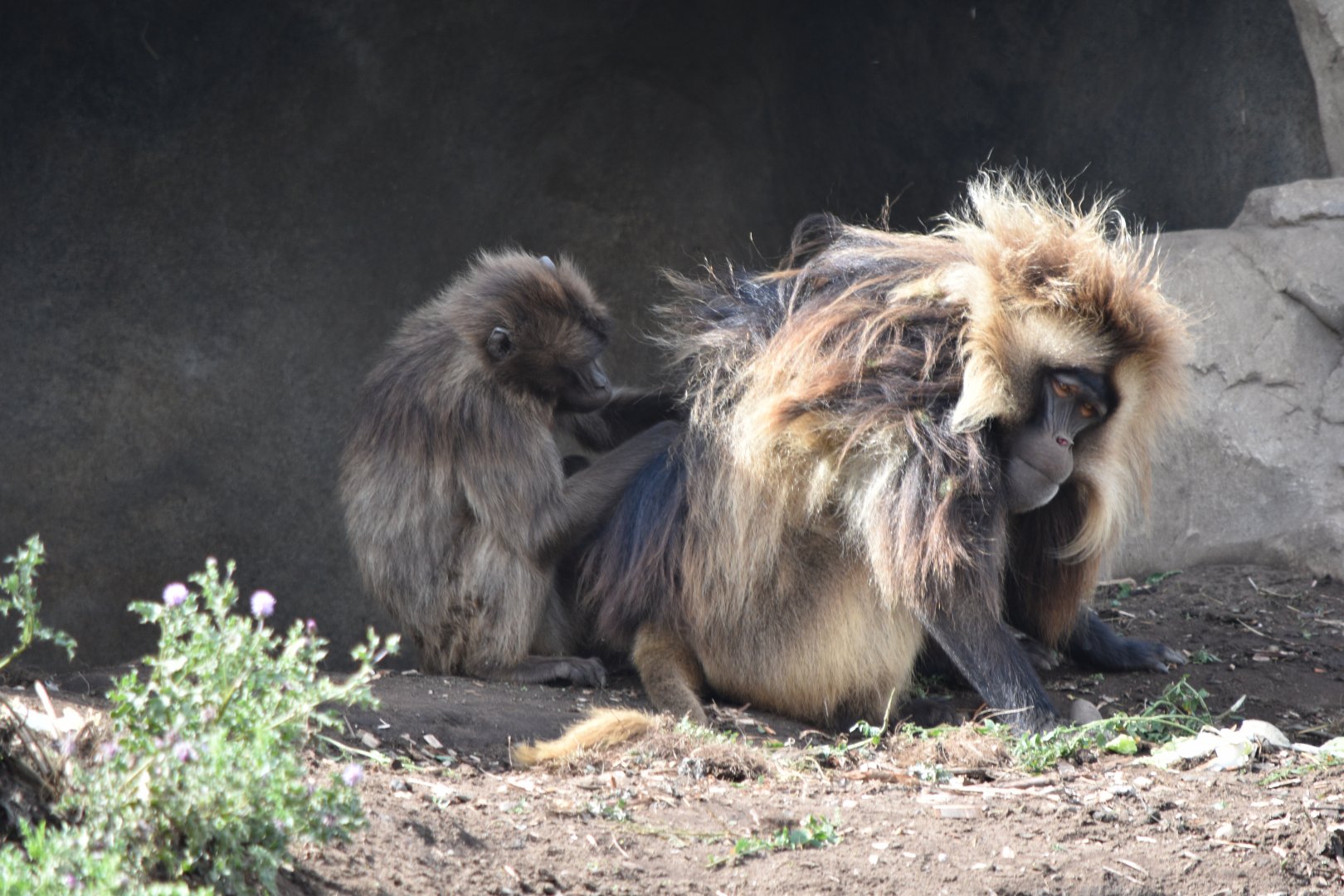 Geladas