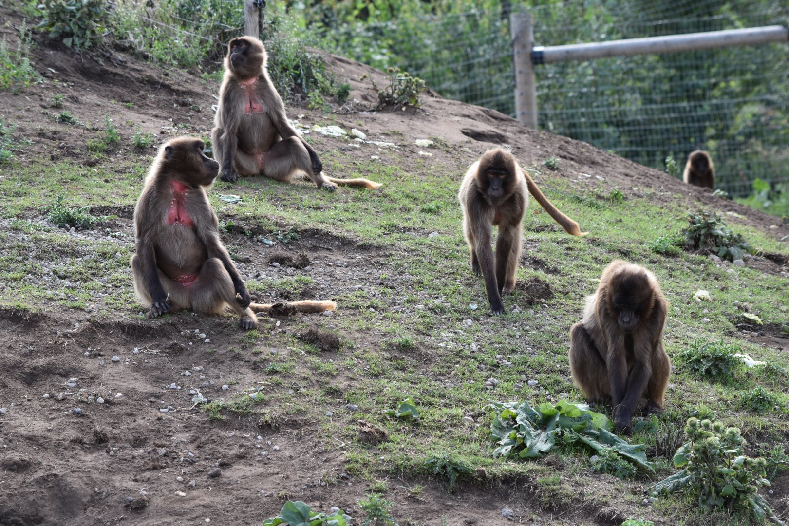 Geladas