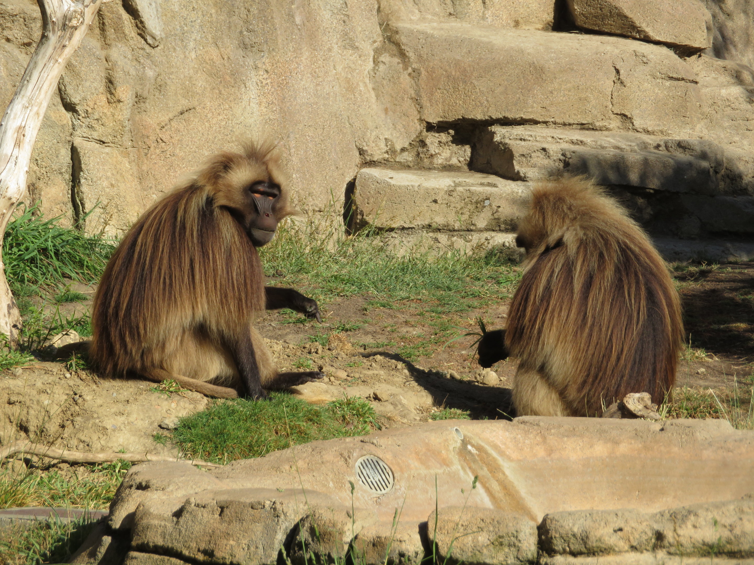 Geladas