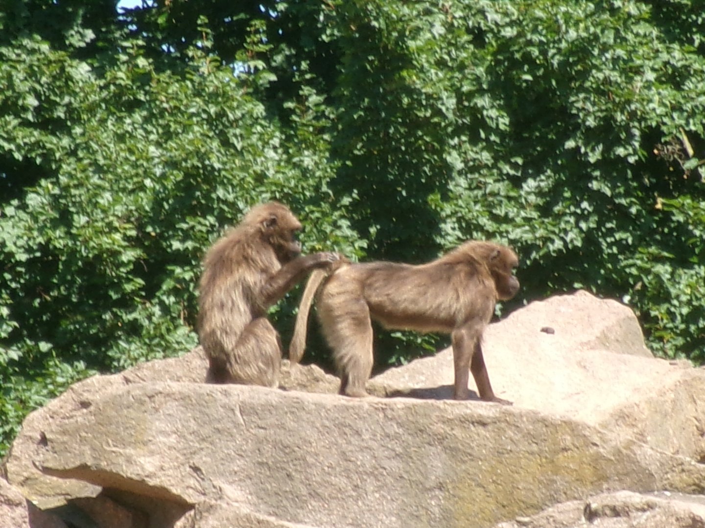 Geladas