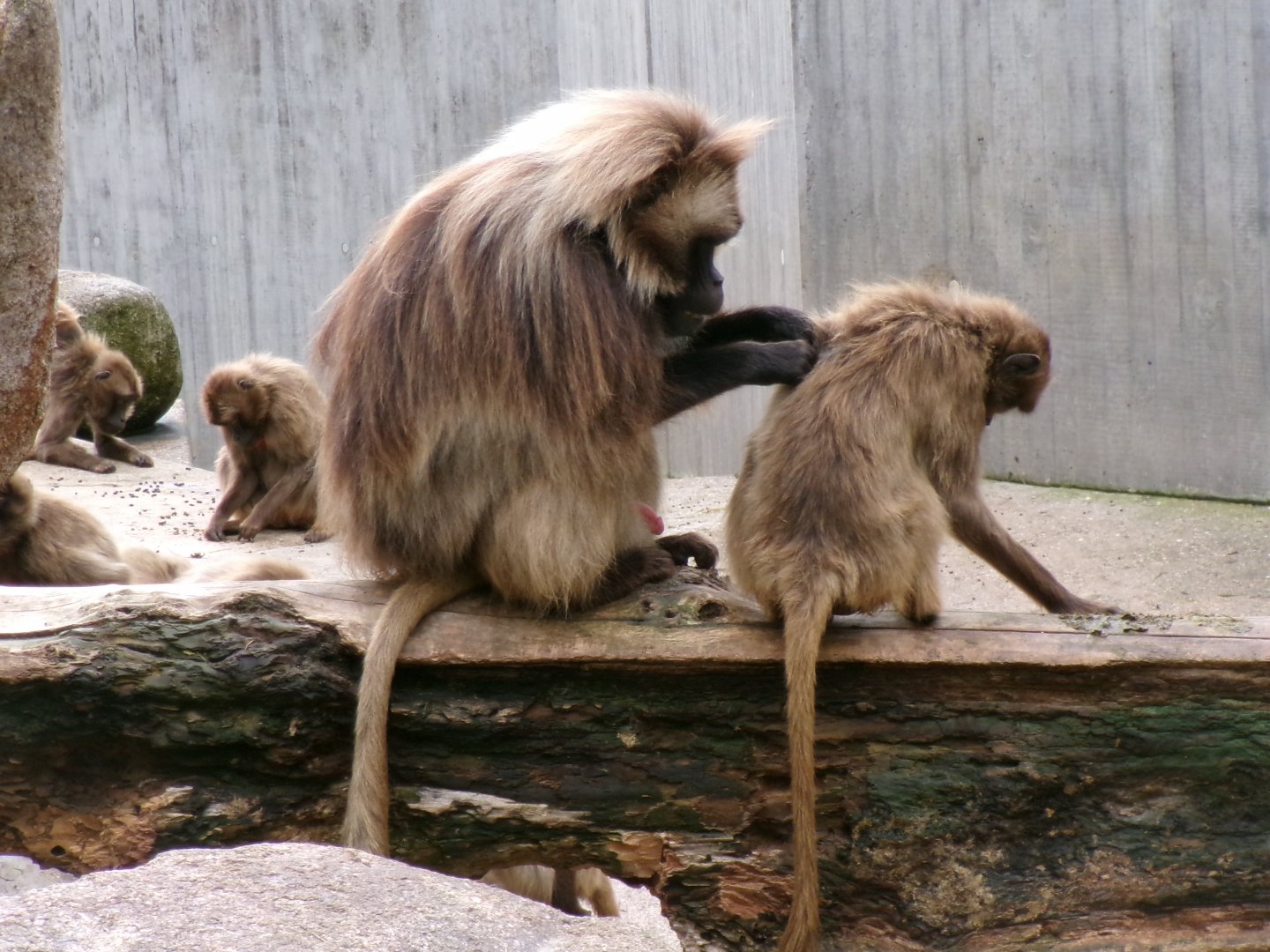 Geladas