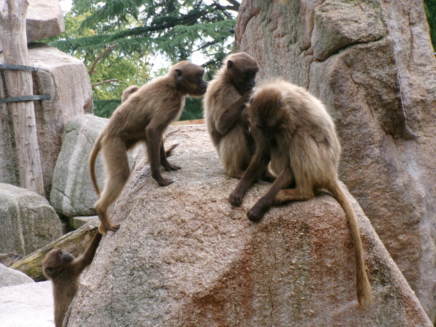 Geladas