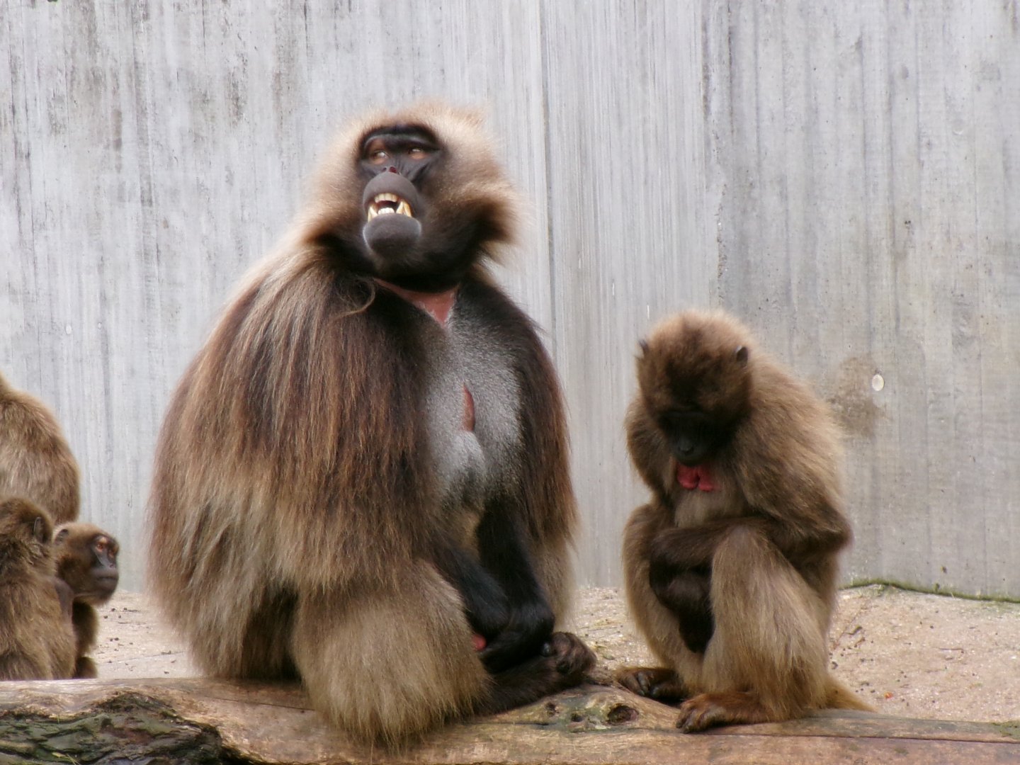 Geladas