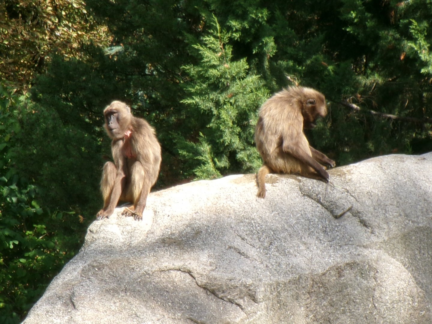 Geladas
