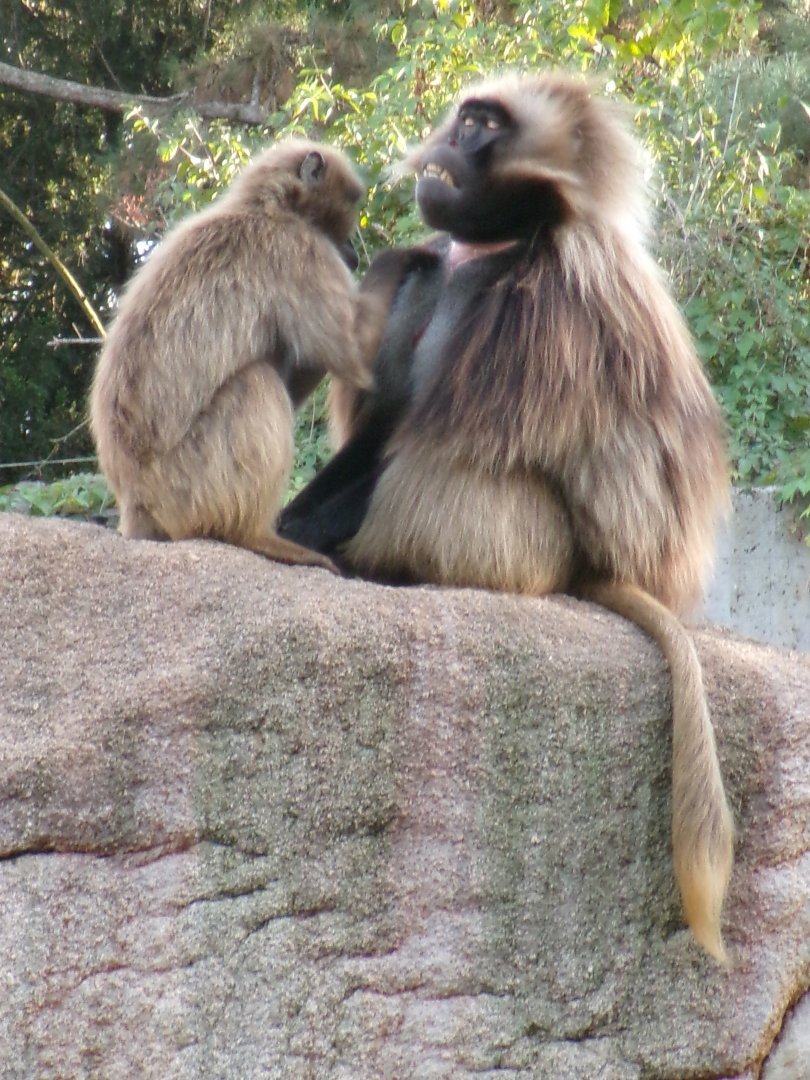 Geladas