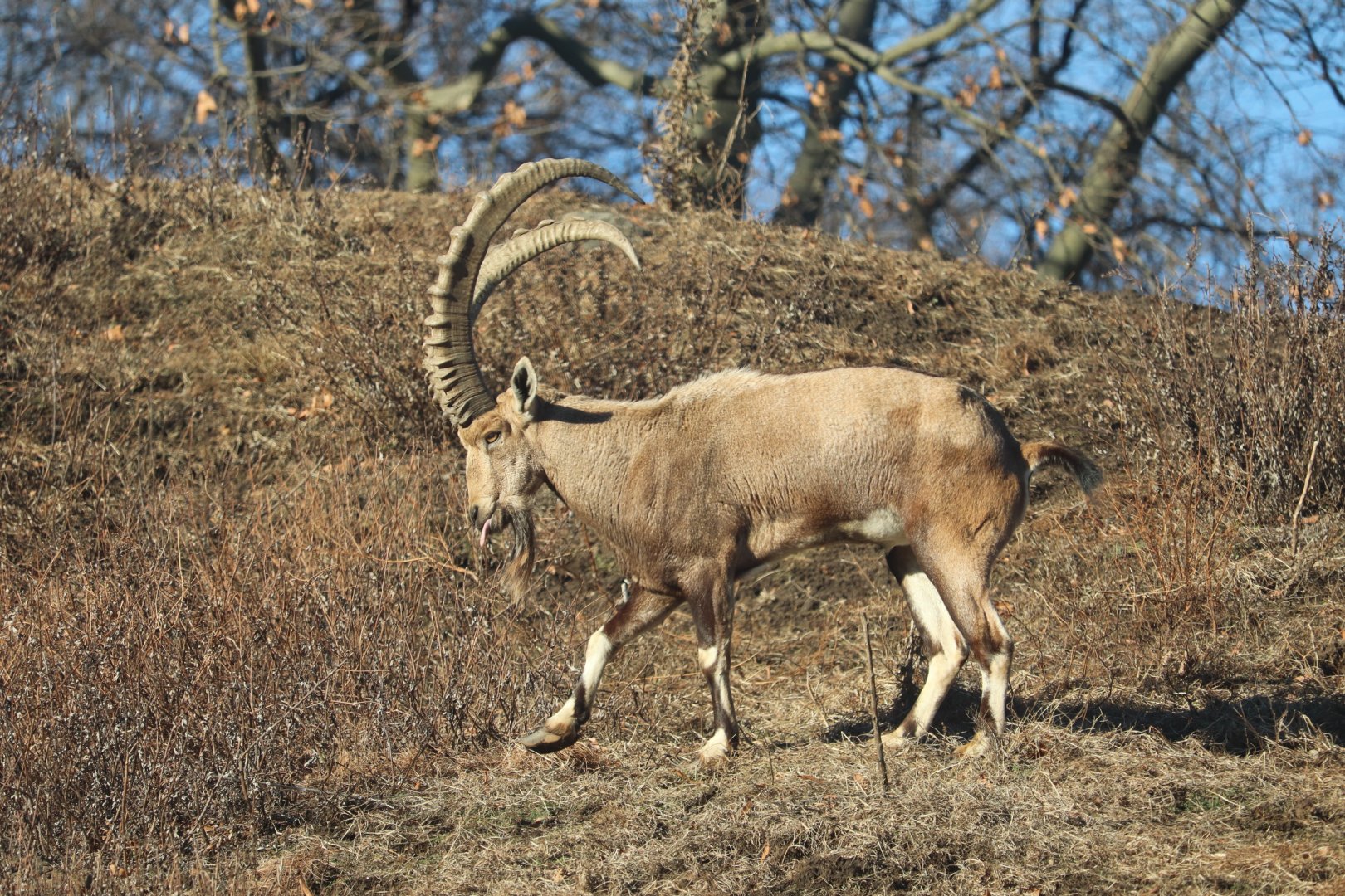 Geleda Reserve - Nubian Ibex