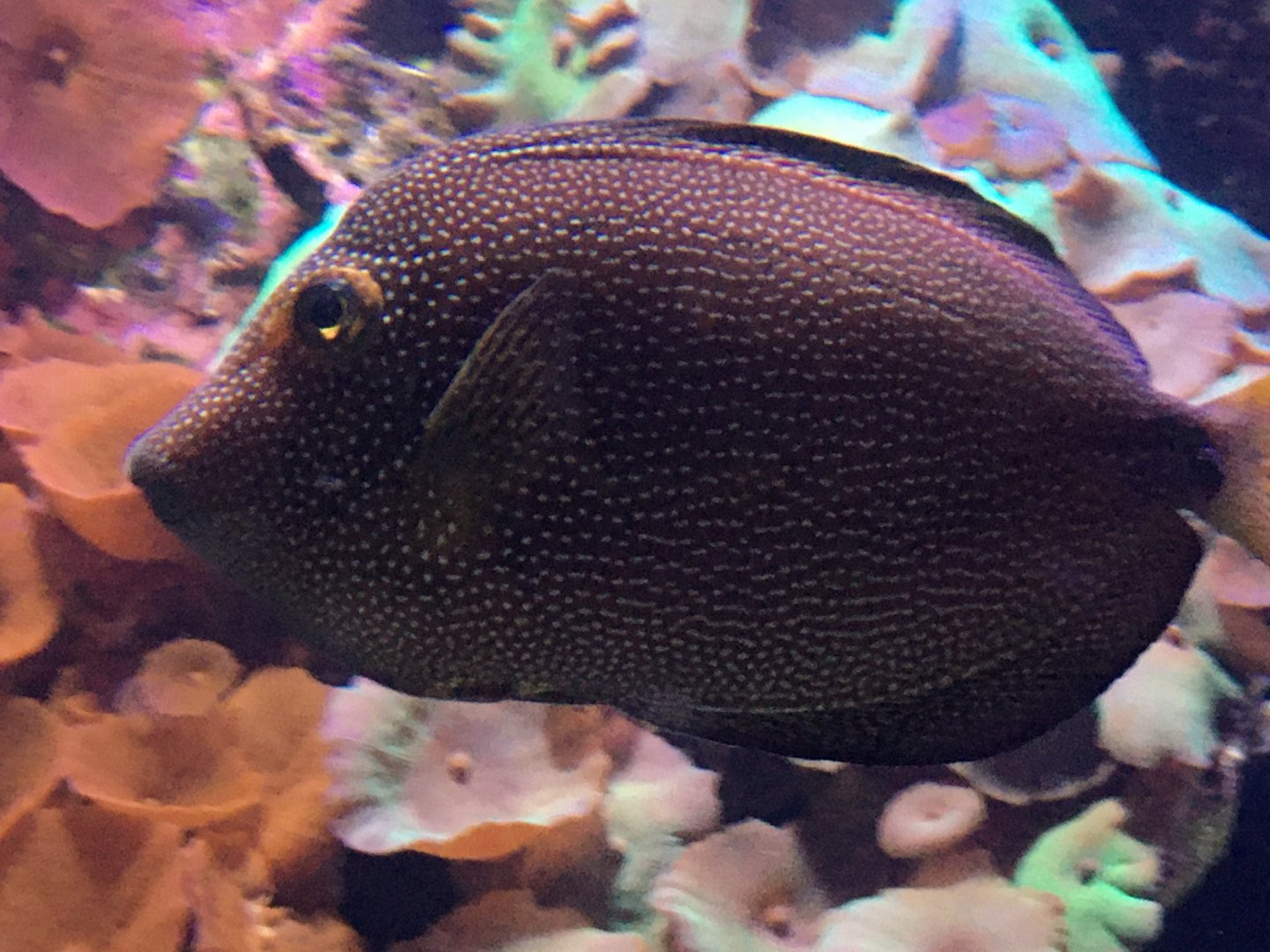 Gem Tang (Zebrasoma gemmatum)