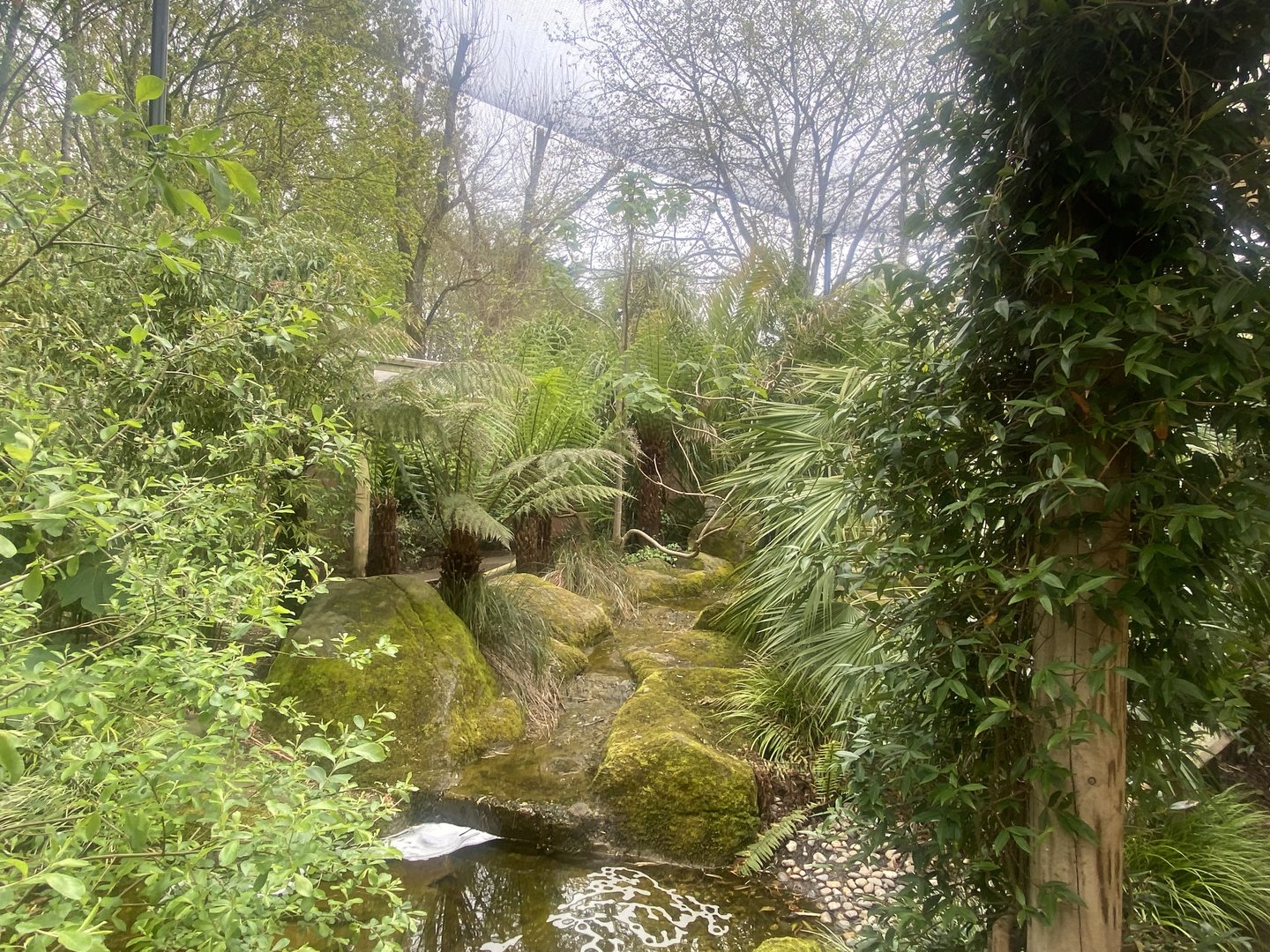 Gems of the Jungle 060523