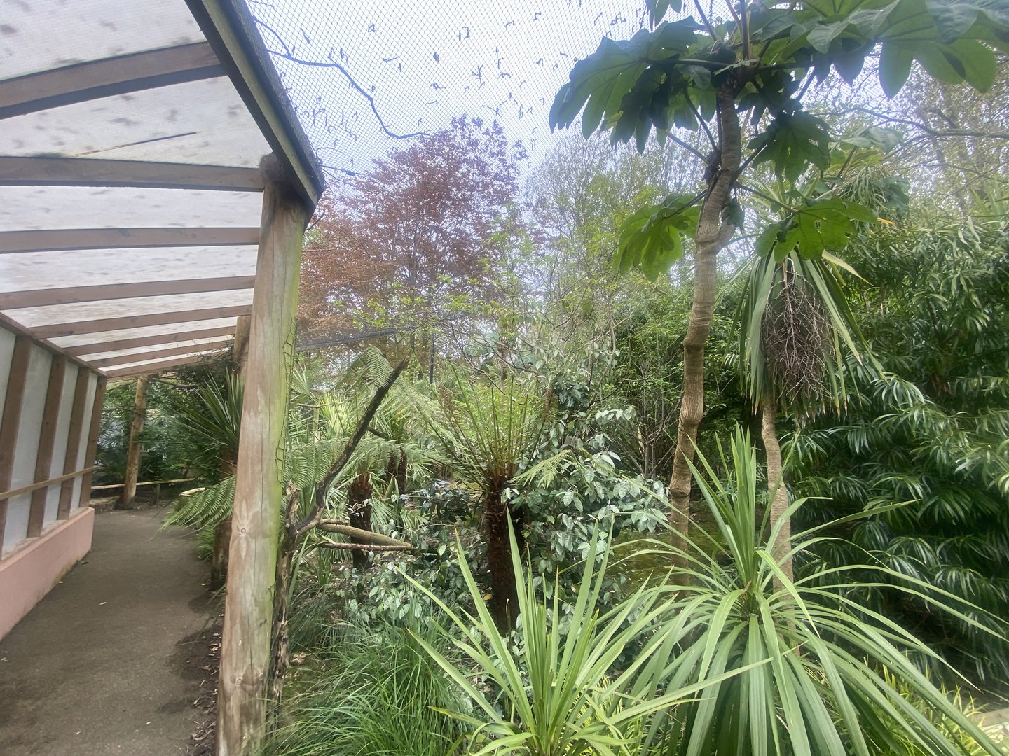 Gems of the Jungle 060523