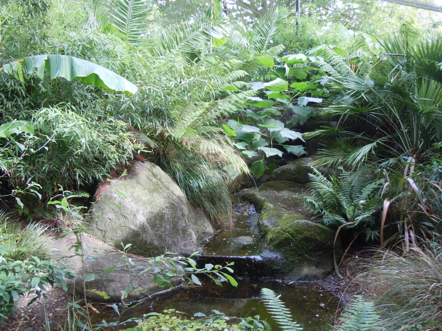 Gems of the Jungle 070920