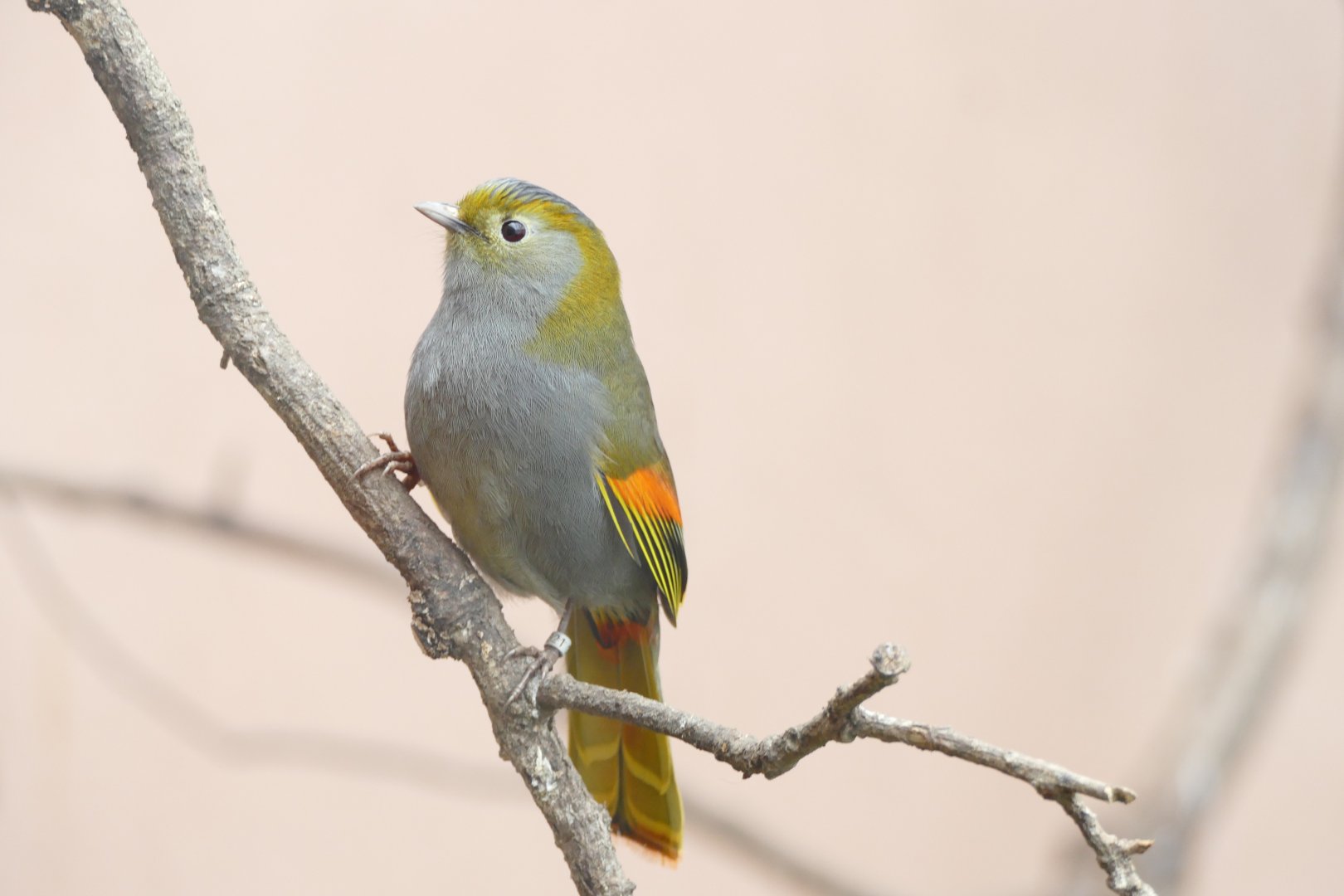 Gems of the Jungle, April 2018