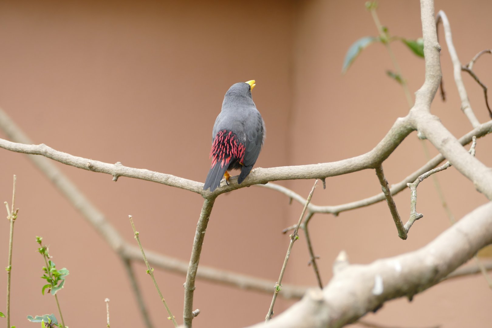 Gems of the Jungle, April 2018