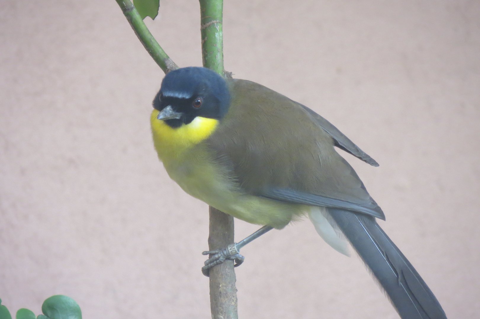Gems of the Jungle - Blue-crowned laughingthrush 081018