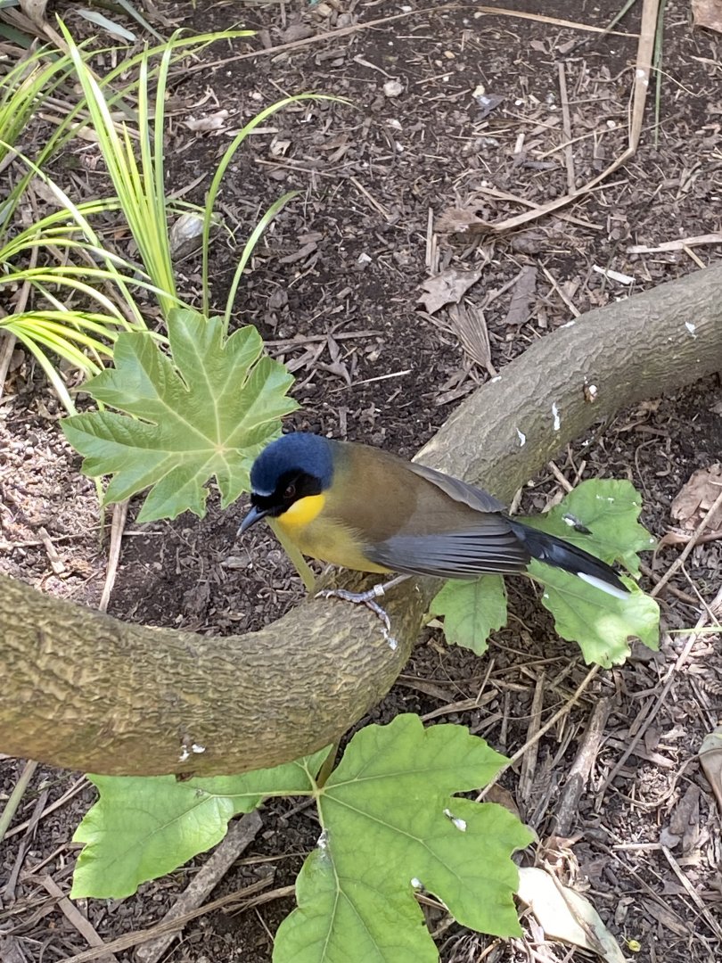 Gems of the Jungle - Blue-crowned laughingthrush 240424
