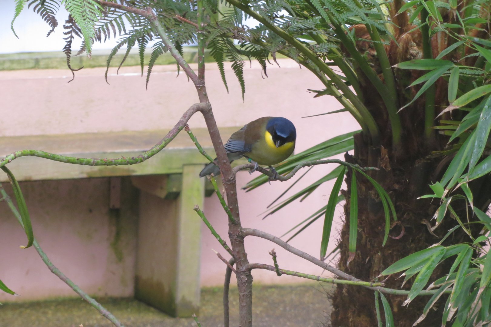 Gems of the Jungle - Blue-crowned Laughingthrush 290419