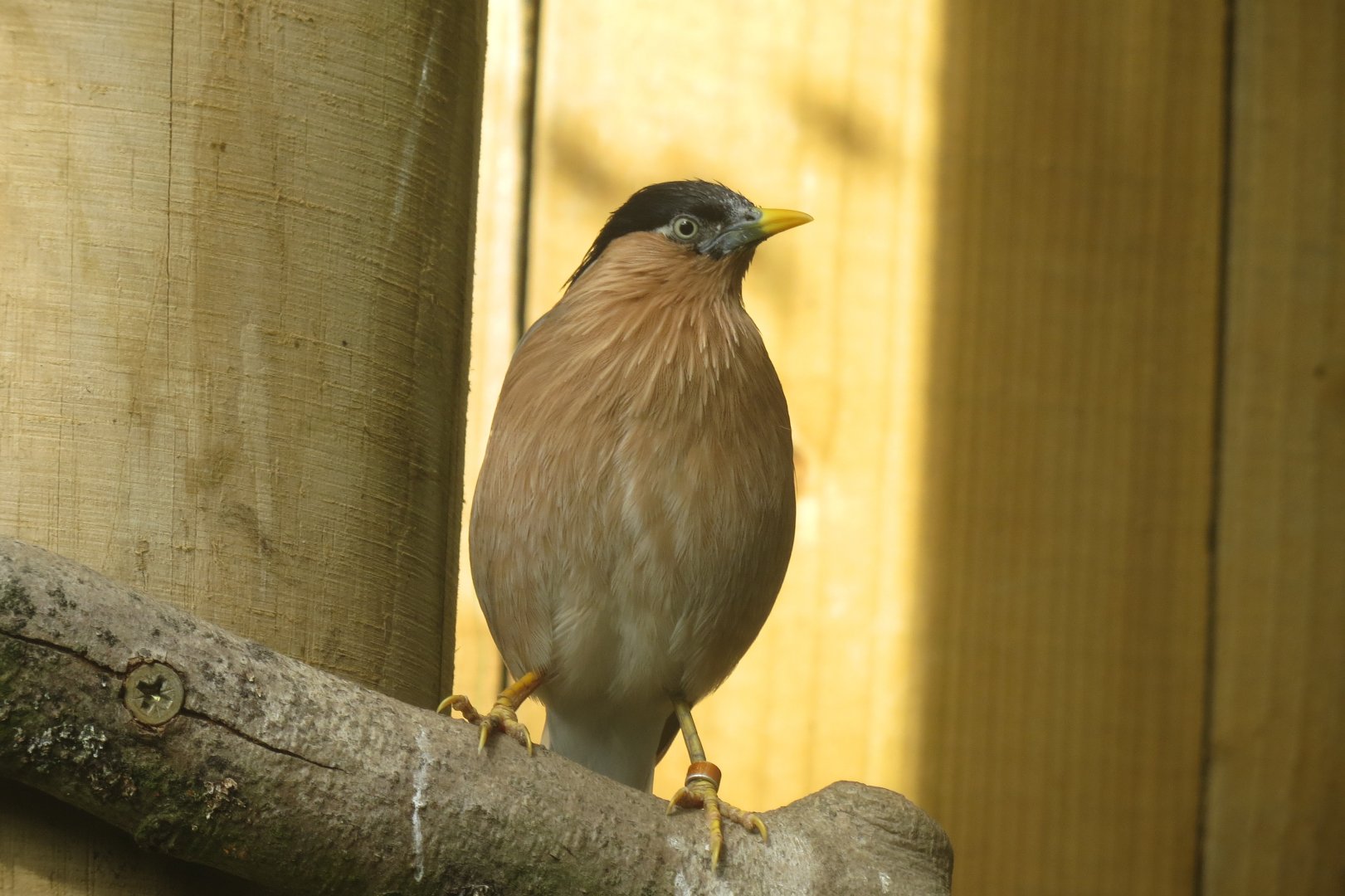 Gems of the Jungle - Brahminy starling 081018