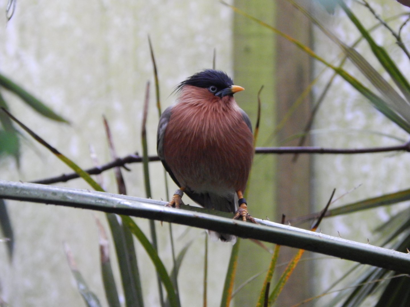 Gems of the Jungle - Brahminy starling 111221